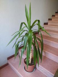 Dracena rigogliosa con vaso e sottovaso