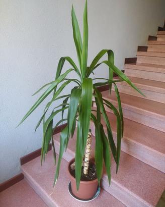 Dracena rigogliosa con vaso e sottovaso