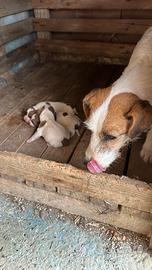 Cuccioli di jack russell
