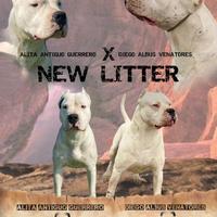 Cuccioli Dogo Argentino