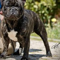 Bulldog francese stallone