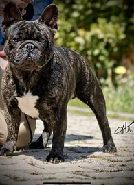 Bulldog francese stallone