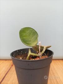 Hoya chouke ben radicata