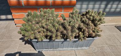 cylindropuntia fulgida pianta grassa