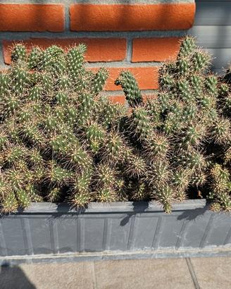 cylindropuntia fulgida pianta grassa