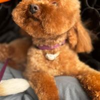 Barboncino Toy Piccolo