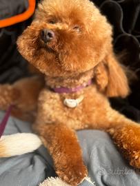 Barboncino Toy Piccolo