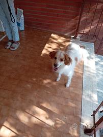 Jimmy  in attesa di una bella adozione!