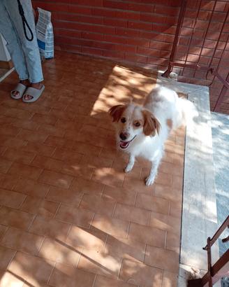Jimmy  in attesa di una bella adozione!