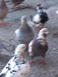 Piccioni