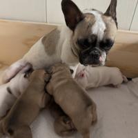 Bulldog francese cuccioli