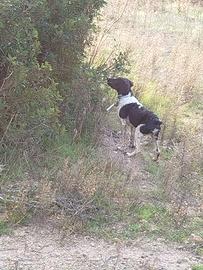 Epagneul Breton tutta caccia