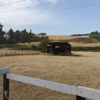 Paddock Roma 250,00 euro