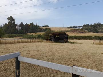 Paddock Roma 250,00 euro