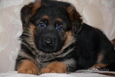 Cucciolo di pastore tedesco