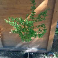 Piante di Melograni autoctoni Alto Garda