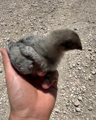 Pulcini Australorp Blu