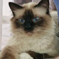 Maschio Sacro di Birmania con pedigree per monta