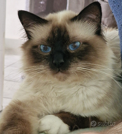 Maschio Sacro di Birmania con pedigree per monta