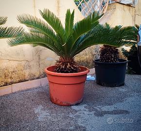Piante CYCAS - VARIE MISURE 