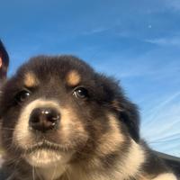 Cuccioli di pastore australiano