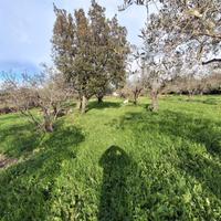 Olivare a 2 km dal paese