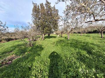 Olivare a 2 km dal paese