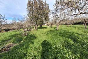 Olivare a 2 km dal paese