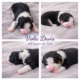 Pastore australiano ANCHE A RATE