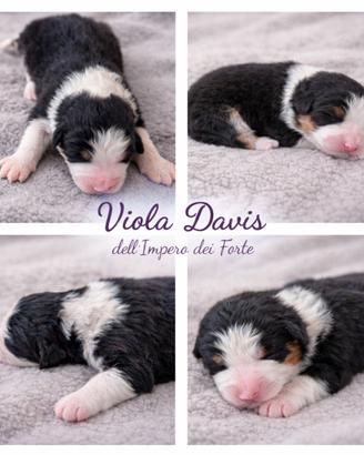 Pastore australiano ANCHE A RATE