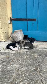 3 gattini