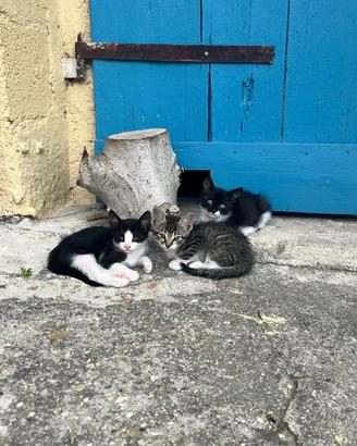 3 gattini