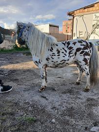 Pony Appalosa