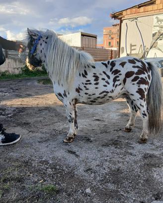 Pony Appalosa