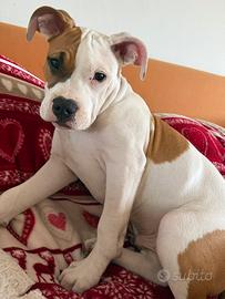 Cucciolo di amstaff
