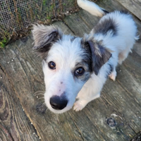 Una famiglia per Nina