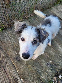 Una famiglia per Nina