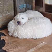 Pastore maremmano abruzzese