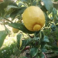 Piante di Agrumi in vaso