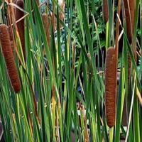 Pianta laghetto Typha Latifoglia