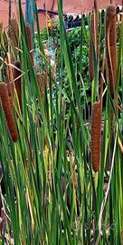 Pianta laghetto Typha Latifoglia
