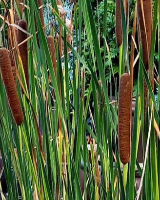 Pianta laghetto Typha Latifoglia