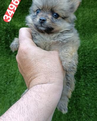 SPITZ TEDESCO PICCOLO ultime batuffoline