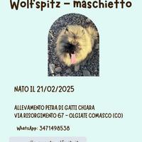 Keeshond/Spitz Tedesco Maschio