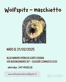 Keeshond/Spitz Tedesco Maschio
