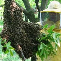 Recupero sciami d'api