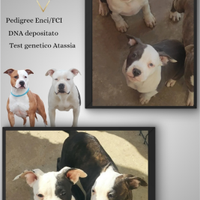 Ultimi Amstaff Pedigree Enci disponibili subito