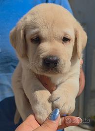 Ultimo cucciolo di labrador con pedigree