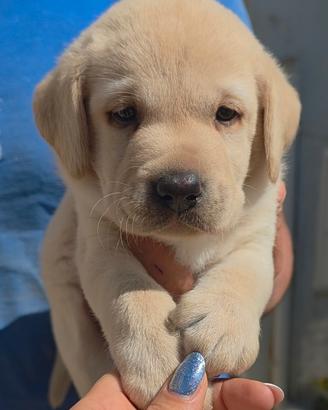 Ultimo cucciolo di labrador con pedigree