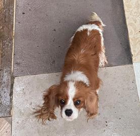 Cavalier king femmina